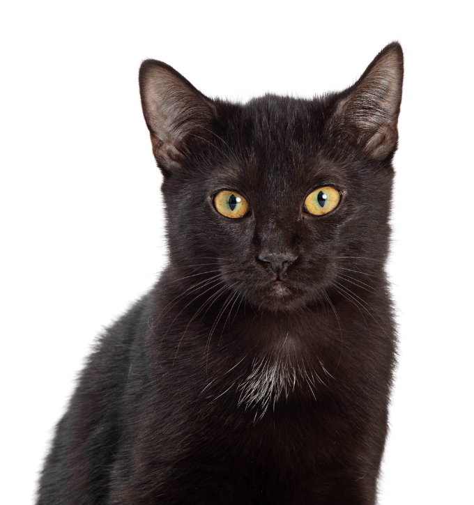 A Black Kitten