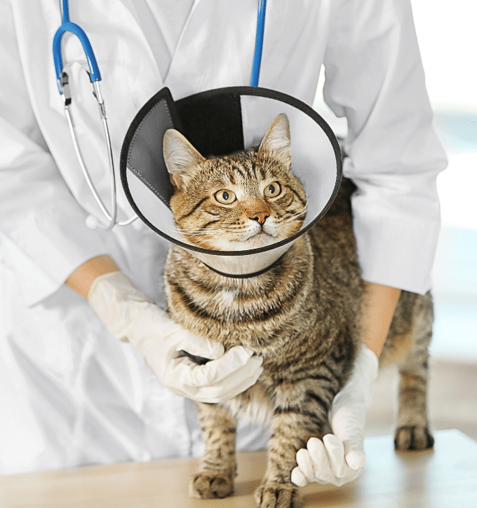 cat in surgery cone