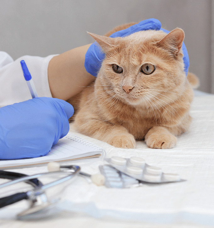 Veterinarian Giving Medication to Cat