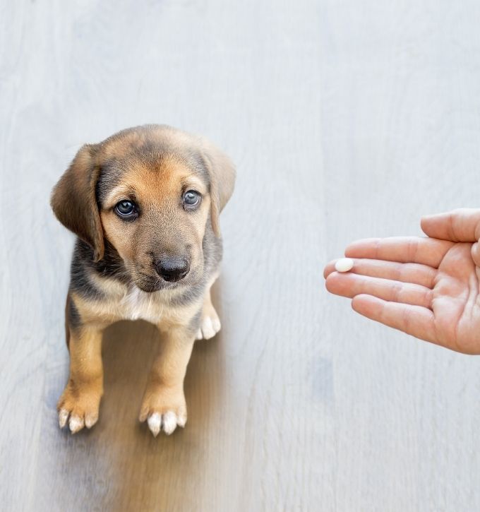 A Person Giving Medicine to a Puppy