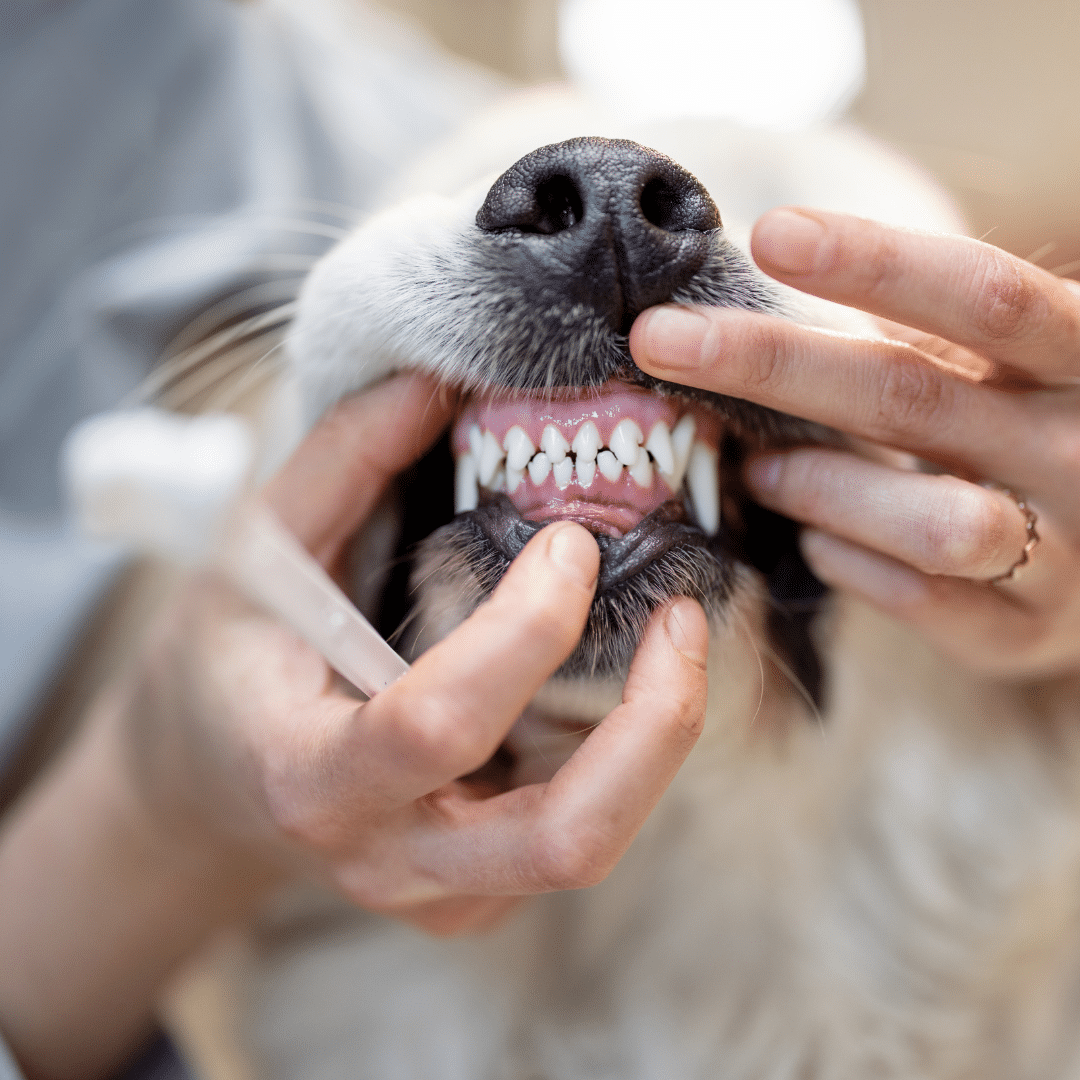 person brushing a dogs teeth