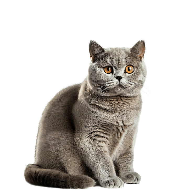gray cat